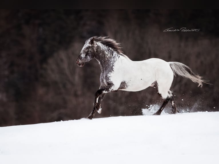 Appaloosa Wallach 10 Jahre 160 cm White in Waakirchen