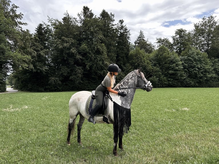 Appaloosa Wallach 10 Jahre 160 cm White in Waakirchen