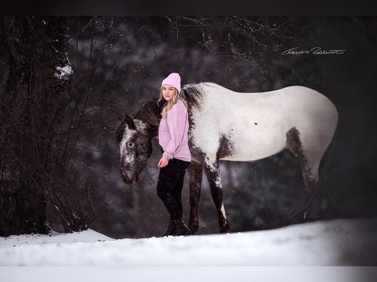 Appaloosa Wallach 10 Jahre 160 cm White in Waakirchen