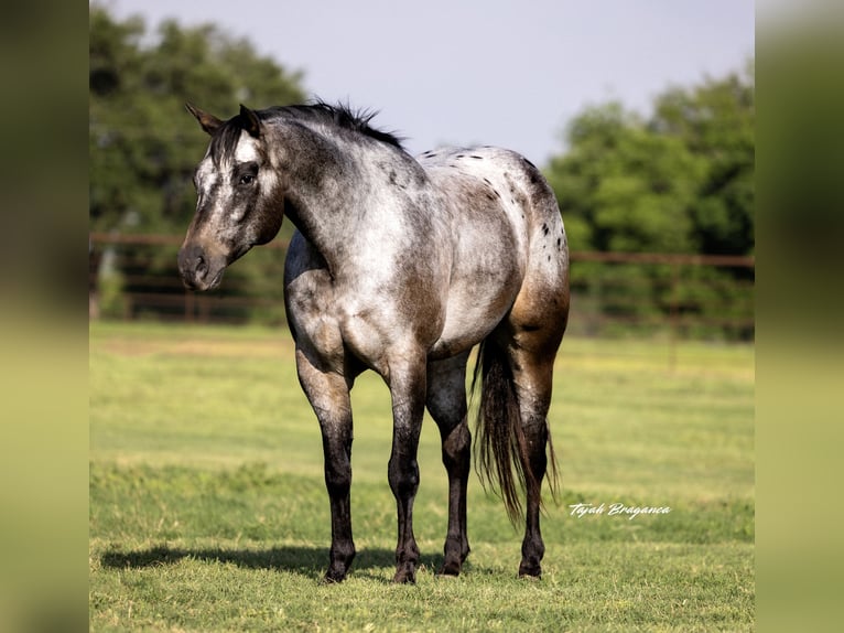 Appaloosa Wallach 10 Jahre 163 cm in Weatherford