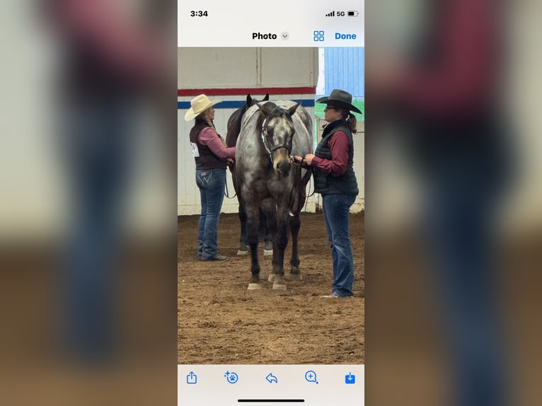 Appaloosa Wallach 10 Jahre 163 cm in Weatherford