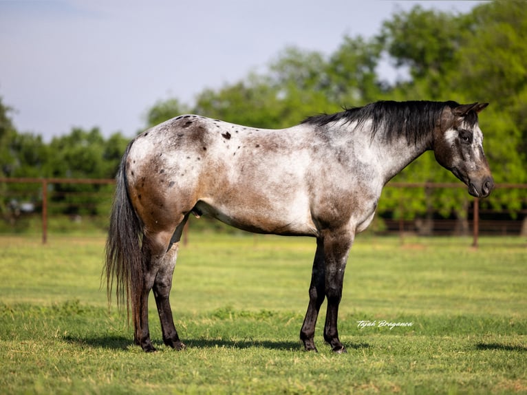 Appaloosa Wallach 10 Jahre 163 cm in Weatherford