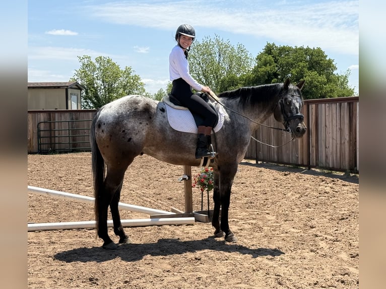 Appaloosa Wallach 10 Jahre 163 cm in Weatherford