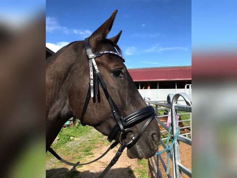 Appaloosa Wallach 10 Jahre 163 cm Rappe in Goldkronach