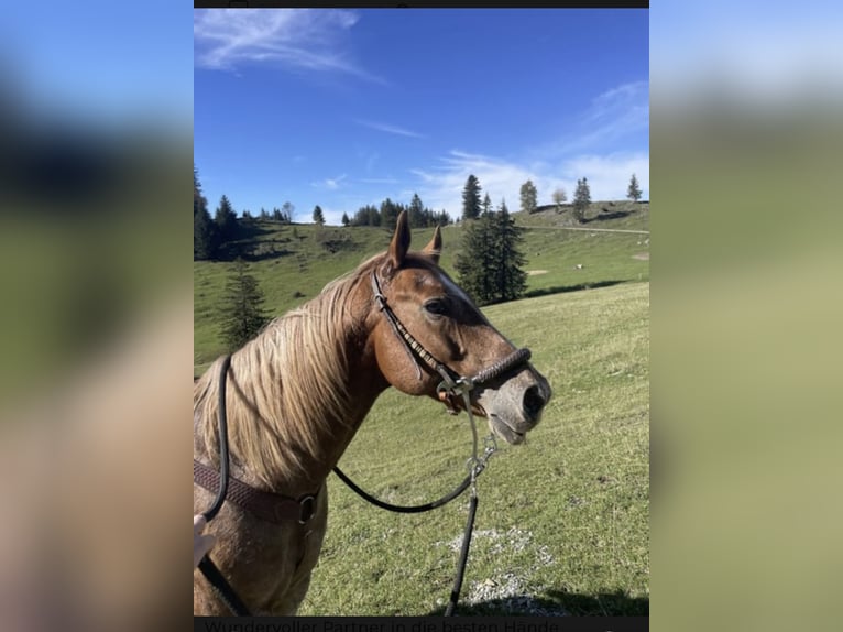 Appaloosa Wallach 10 Jahre  in Riedering