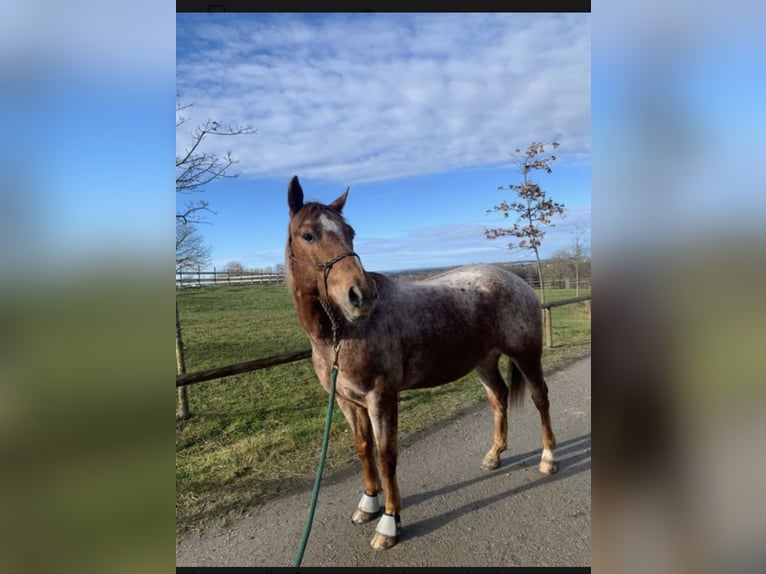 Appaloosa Wallach 10 Jahre  in Riedering