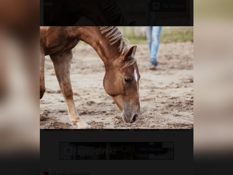 Appaloosa Wallach 10 Jahre  in Riedering