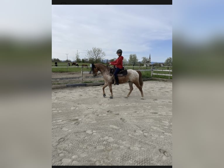 Appaloosa Wallach 10 Jahre  in Riedering