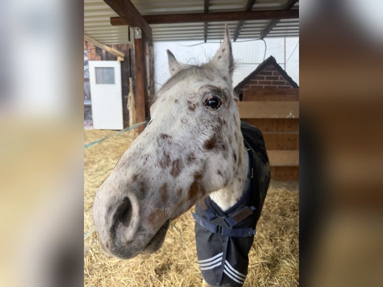 Appaloosa Mix Wallach 11 Jahre 130 cm  in Mainburg