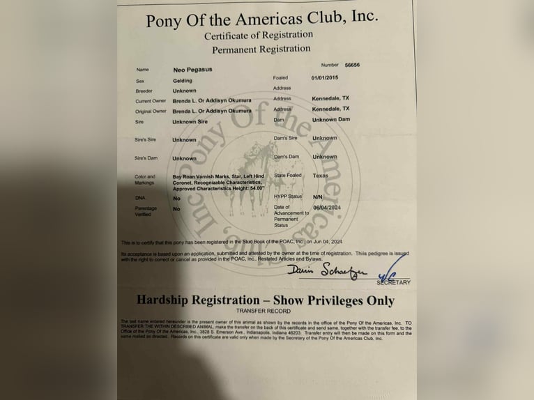 Appaloosa Wallach 11 Jahre 140 cm Roan-Bay in Stephenville Tx