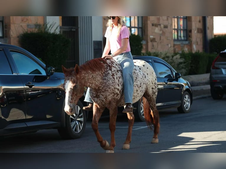 Appaloosa Wallach 11 Jahre 147 cm Dunkelfuchs in Quitman
