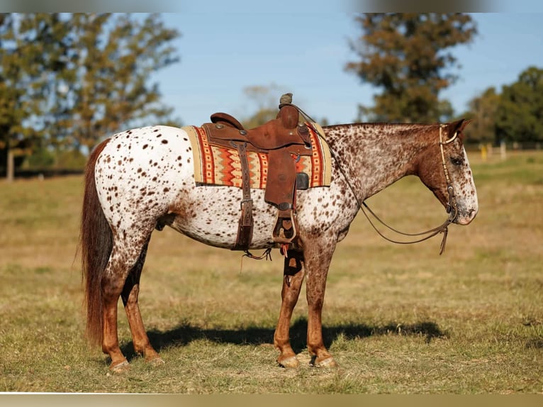 Appaloosa Wallach 11 Jahre 147 cm Dunkelfuchs in Quitman
