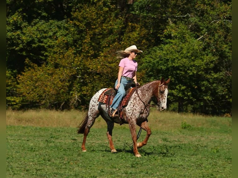 Appaloosa Wallach 11 Jahre 147 cm Dunkelfuchs in Quitman