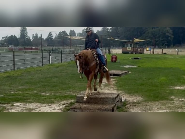 Appaloosa Wallach 11 Jahre 147 cm Dunkelfuchs in Paicines CA