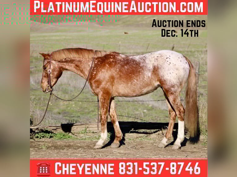 Appaloosa Wallach 11 Jahre 147 cm Roan-Red in Bitterwater CA