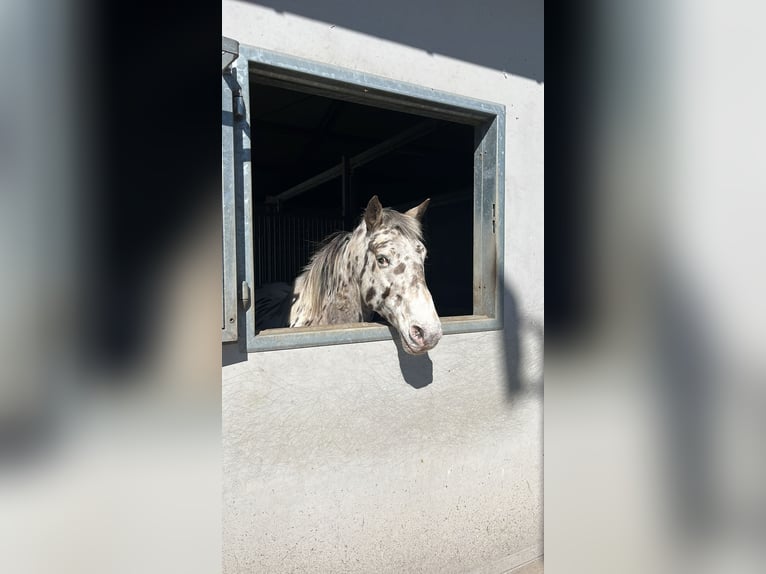 Appaloosa Wallach 11 Jahre 150 cm Tigerschecke in Oordegem