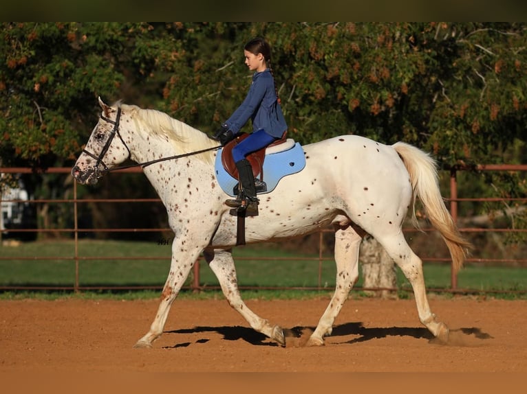 Appaloosa Wallach 11 Jahre 155 cm Rotfuchs in Joshua, TX