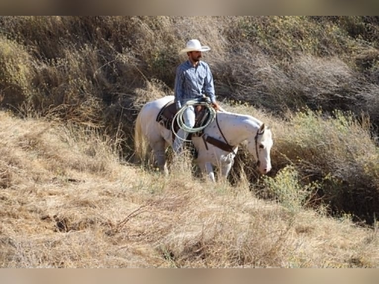 Appaloosa Wallach 11 Jahre 155 cm White in Tres Pinos