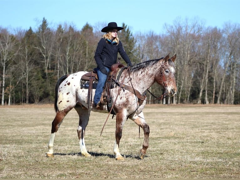 Appaloosa Wallach 11 Jahre 157 cm Roan-Bay in Cook Forest, PA