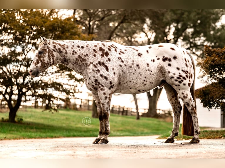 Appaloosa Wallach 11 Jahre 160 cm Dunkelfuchs in Grantville Appaloosa Wallach 11 Jahre 160 cm Dunkelfuchs in Grantville