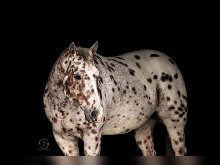 Appaloosa Wallach 11 Jahre 160 cm Dunkelfuchs in Grantville Appaloosa Wallach 11 Jahre 160 cm Dunkelfuchs in Grantville