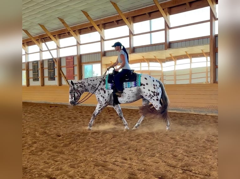 Appaloosa Wallach 11 Jahre 160 cm Dunkelfuchs in Grantville Appaloosa Wallach 11 Jahre 160 cm Dunkelfuchs in Grantville