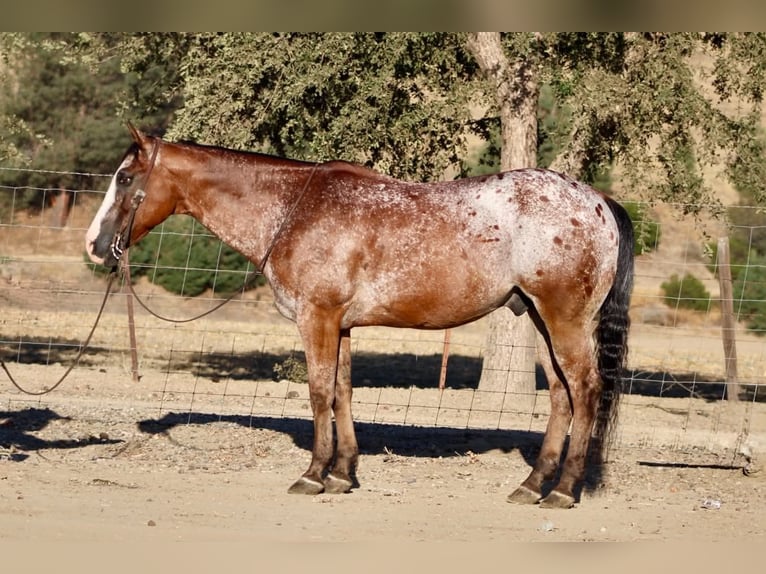 Appaloosa Wallach 11 Jahre Rotbrauner in Tres Pinos