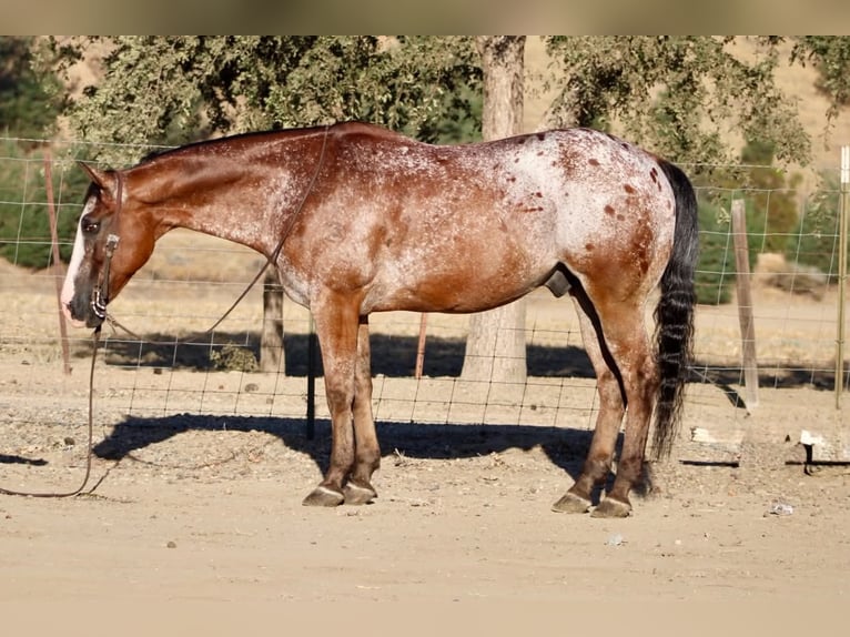 Appaloosa Wallach 11 Jahre Rotbrauner in Tres Pinos