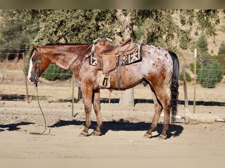 Appaloosa Wallach 11 Jahre Rotbrauner in Tres Pinos