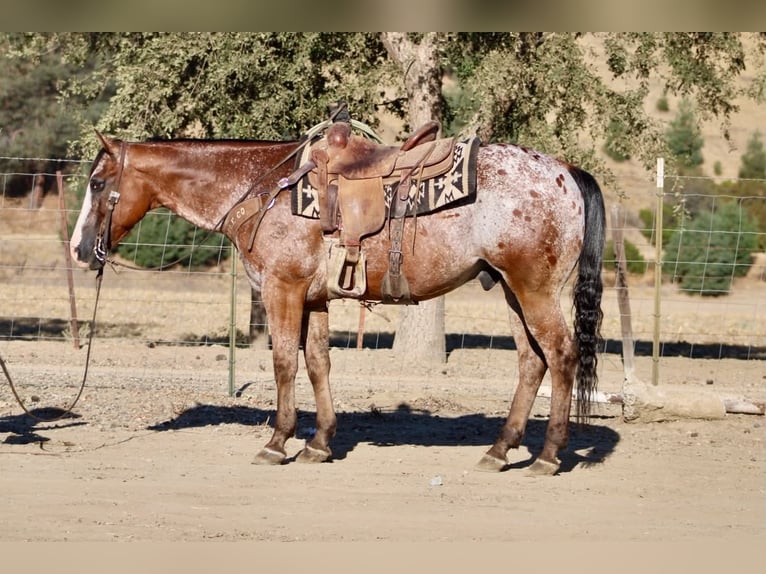 Appaloosa Wallach 11 Jahre Rotbrauner in Tres Pinos