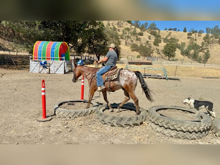 Appaloosa Wallach 11 Jahre Rotbrauner in Tres Pinos