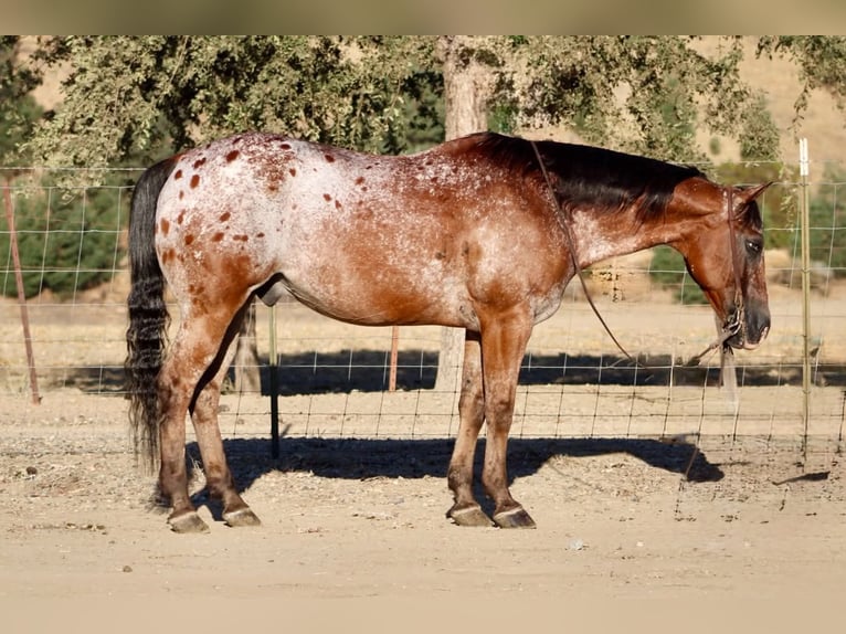 Appaloosa Wallach 11 Jahre Rotbrauner in Tres Pinos