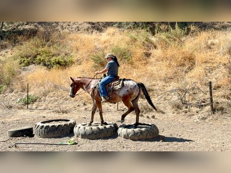 Appaloosa Wallach 11 Jahre Rotbrauner in Tres Pinos