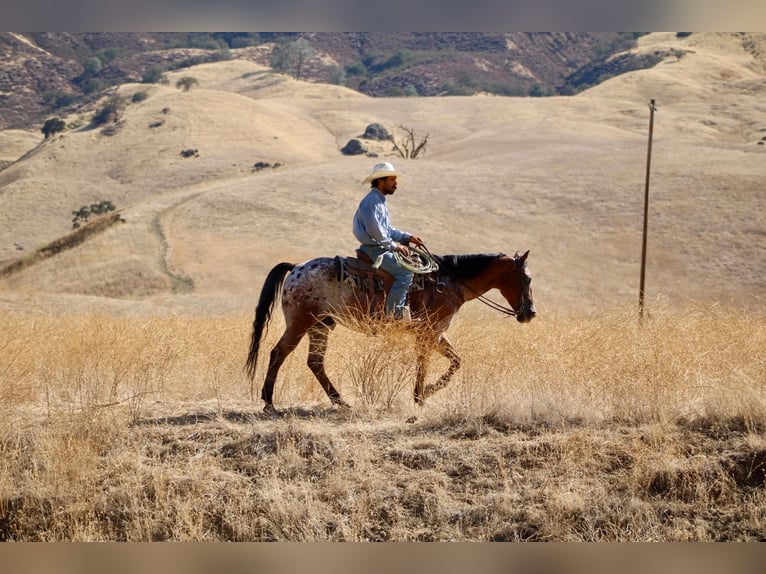 Appaloosa Wallach 11 Jahre Rotbrauner in Tres Pinos