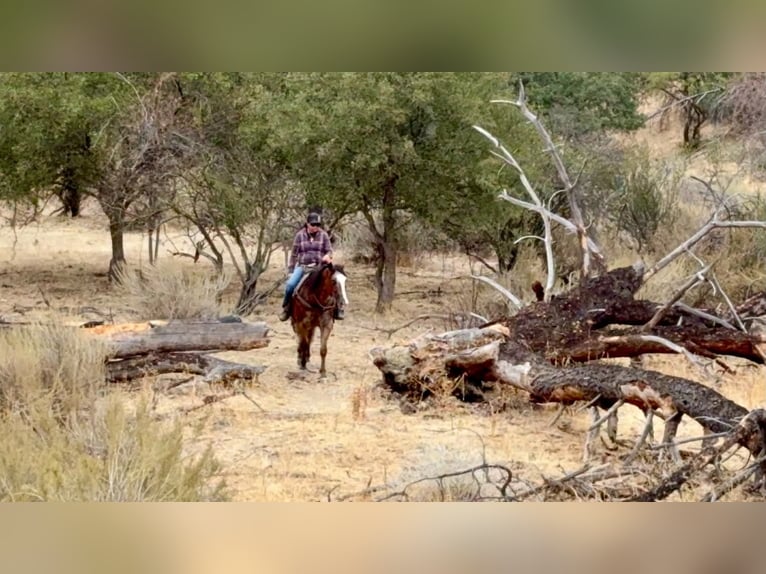 Appaloosa Wallach 11 Jahre Rotbrauner in Tres Pinos