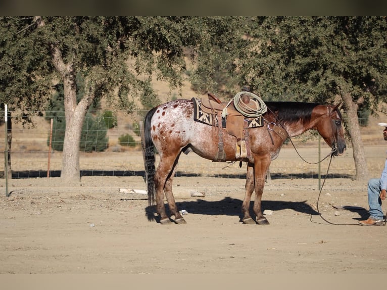 Appaloosa Wallach 11 Jahre Rotbrauner in Tres Pinos