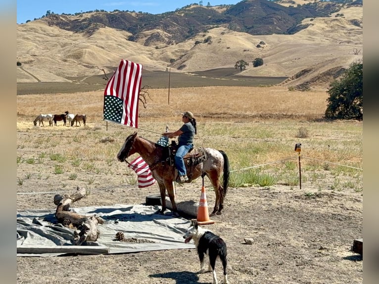 Appaloosa Wallach 11 Jahre Rotbrauner in Tres Pinos