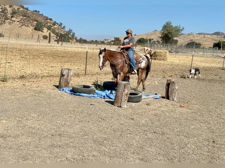 Appaloosa Wallach 11 Jahre Rotbrauner in Tres Pinos
