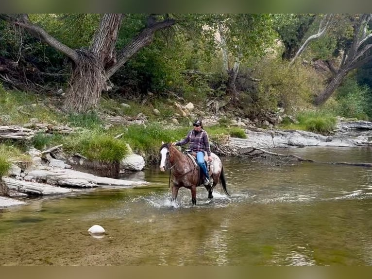 Appaloosa Wallach 11 Jahre Rotbrauner in Tres Pinos