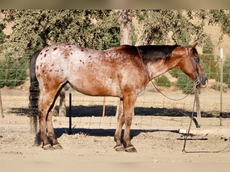 Appaloosa Wallach 11 Jahre Rotbrauner in Tres Pinos