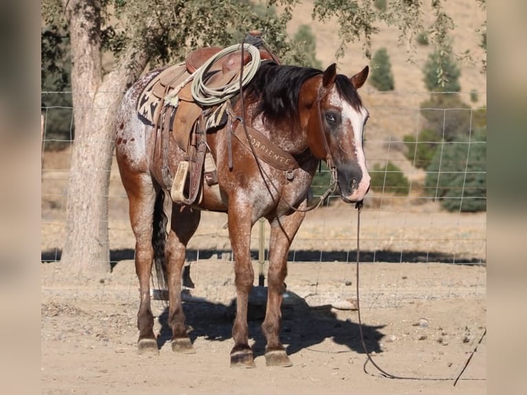 Appaloosa Wallach 11 Jahre Rotbrauner in Tres Pinos
