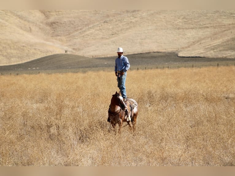 Appaloosa Wallach 11 Jahre Rotbrauner in Tres Pinos