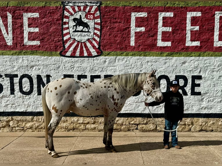 Appaloosa Wallach 12 Jahre 142 cm Rotbrauner in Dublin TX