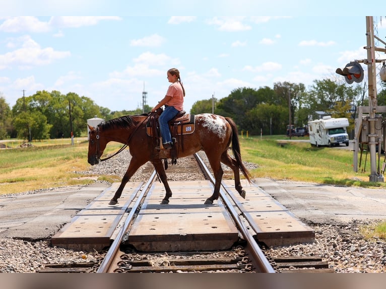 Appaloosa Wallach 12 Jahre 152 cm  in Terrell