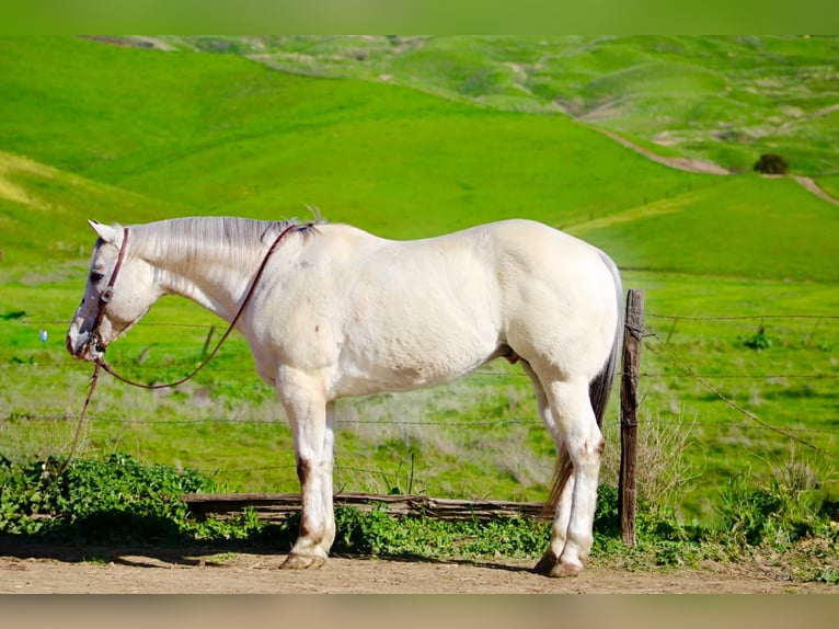 Appaloosa Wallach 12 Jahre 152 cm Roan-Red in Paicines CA