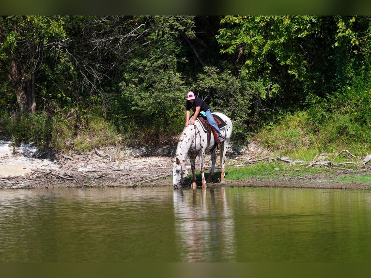 Appaloosa Wallach 12 Jahre 152 cm in Forney, TX