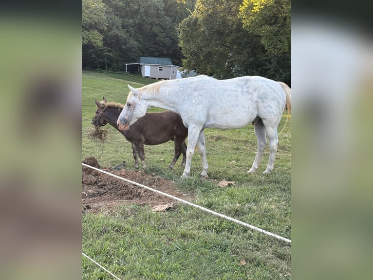 Appaloosa Wallach 12 Jahre 152 cm White in Mocksville