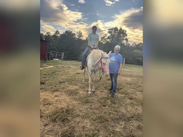 Appaloosa Wallach 12 Jahre 152 cm White in Mocksville