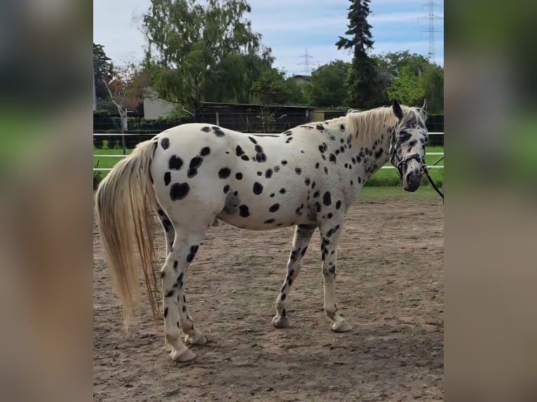 Appaloosa Wallach 12 Jahre 153 cm Tigerschecke in Wien, Simmering
