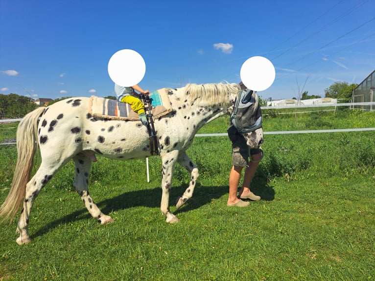 Appaloosa Wallach 12 Jahre 153 cm Tigerschecke in Wien, Simmering